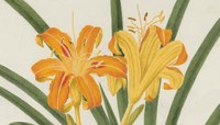 Mostra virtuale "L'illustrazione botanica. Volumi illustrati della Biblioteca dell'Orto Botanico dell'Università di Padova"